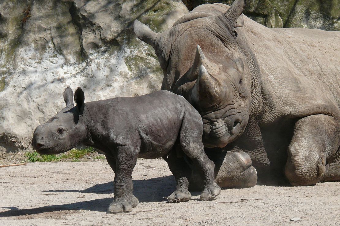 Spitzmaulnashornmutter mit Jungtier im Zoo Krefeld