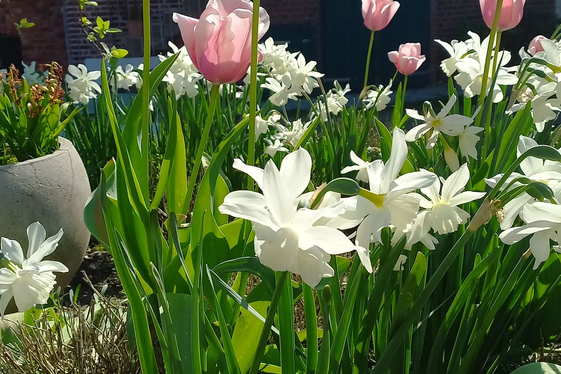 Weiße Narzissen und  rosa Tulpen blühen vor dem Schloss Senden