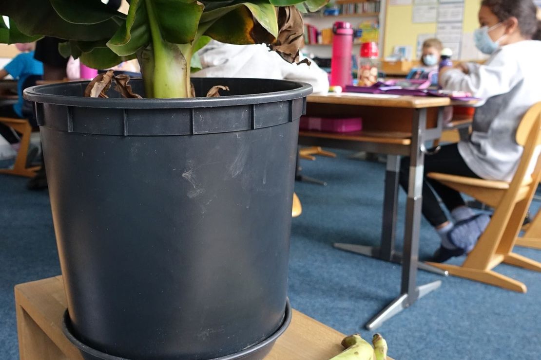 Auf einem Tisch steht eine Bananenpflanze, davor liegen  zwei Bananen und im Hintergrund ist ein Klassenraum zu sehen