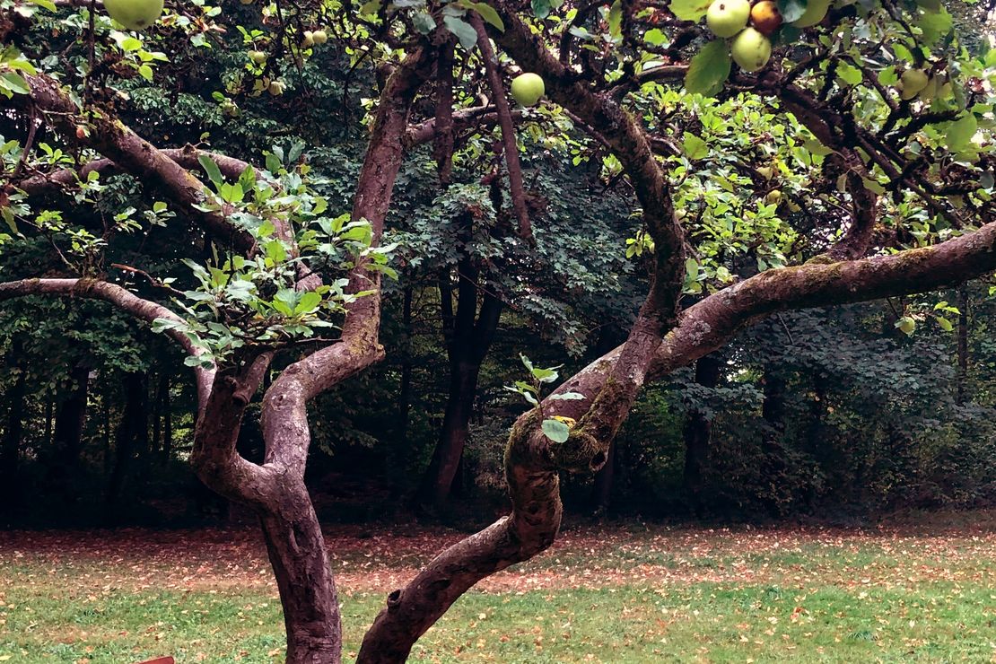 Zu sehen ist ein knorriger Apfelbaum mit grünen, reifen Äpfeln und einem Holzstuhl. Der Baum steht auf einer Wiese. Im Hintergrund fängt der Wald an.