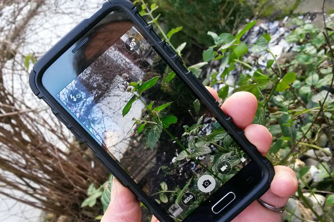 Hand mit Handy. Auf dem Display ist eine Pflanze zu sehen