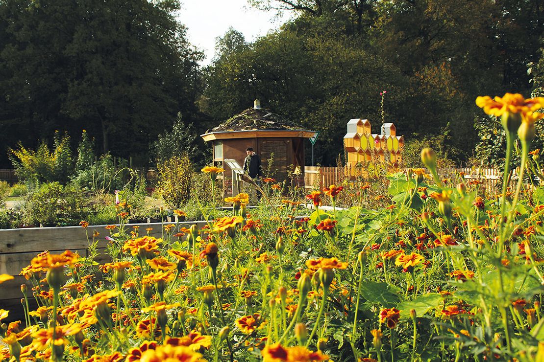 Ein Garten mit vielen vorwiegend gelben Blumen im Vordergrund und Hochbeeten im Hintergrund. Eine Person weiter hinten ließt sich eine Infotafel durch.