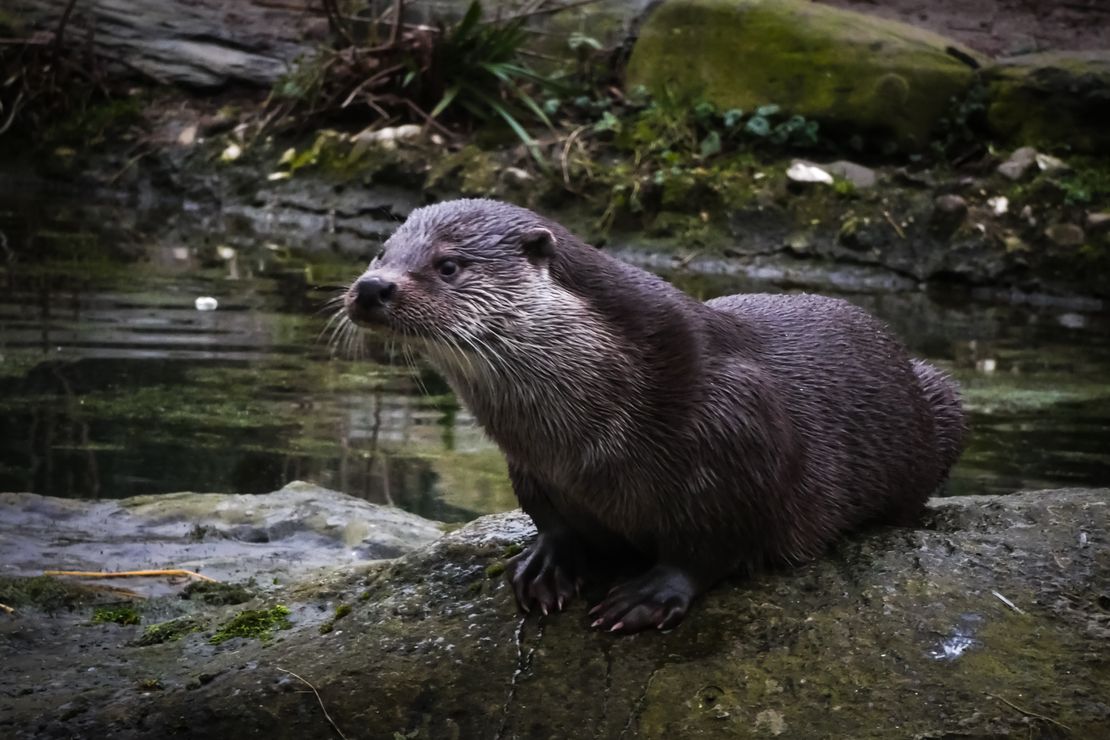 Ein Fischotter sitzt auf einem Stein. Im Hintergrund ist ein Gewässer.