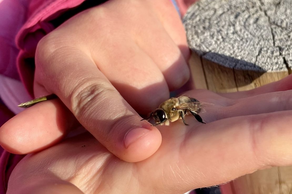 Bine sitz auf der Hand von einem Kind