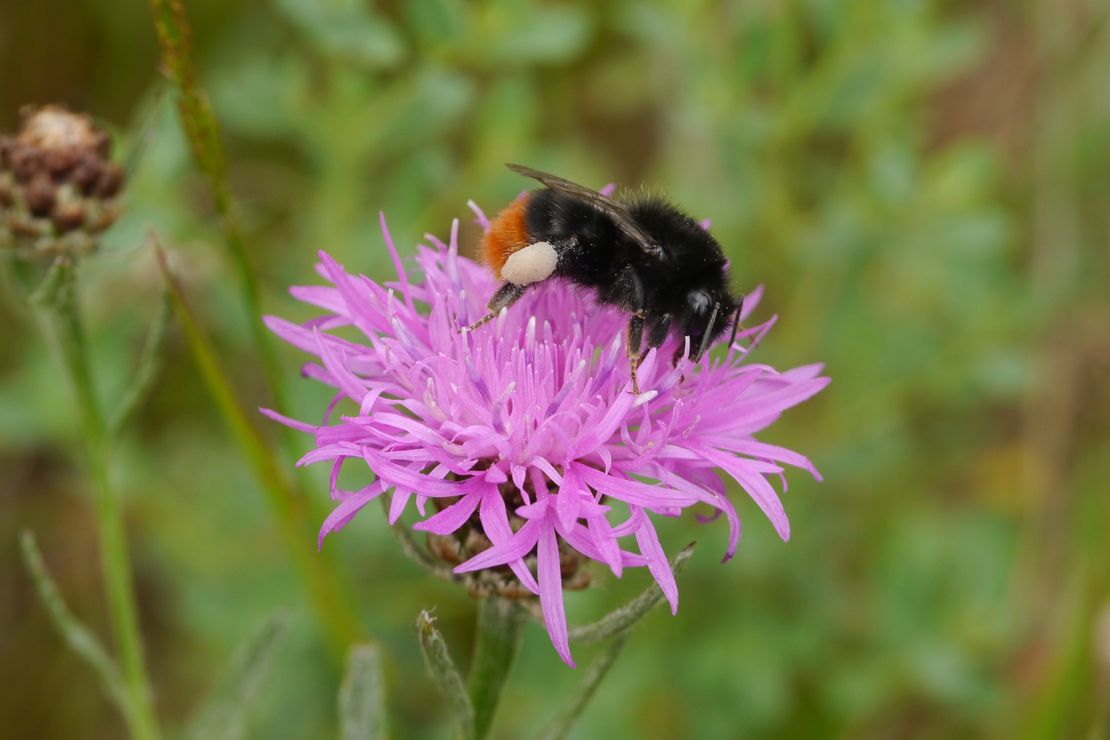 Steinhummel auf Flockenblume