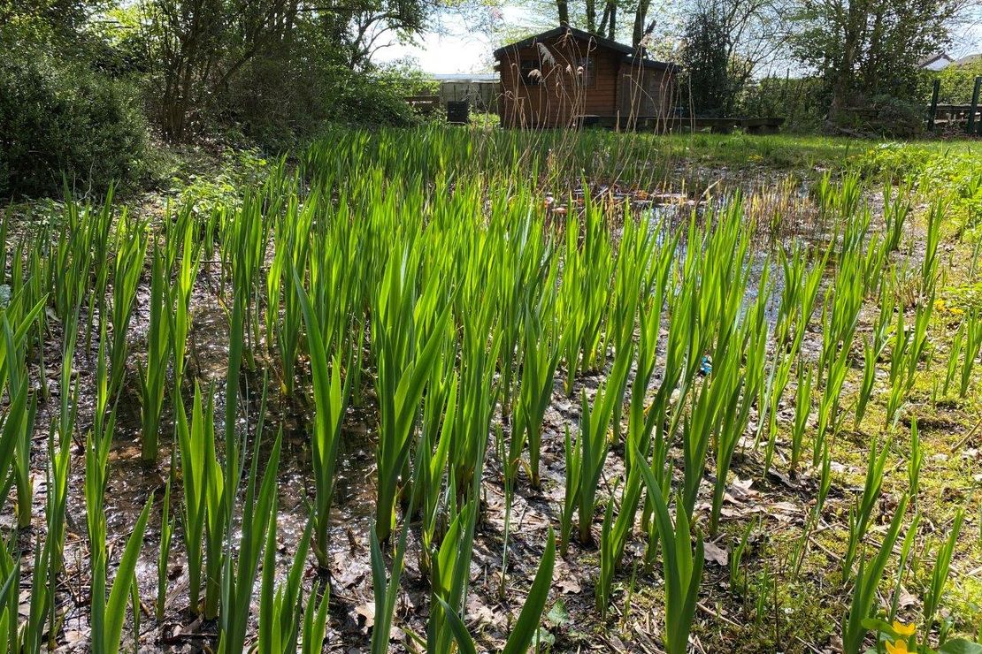 Schulgarten mit Teich und Gartenhaus