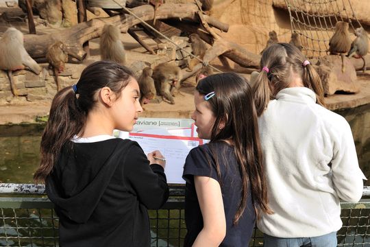Eine Gruppe von Schüler*innen diskutiert am Paviangehege über ihre Beobachtungen.