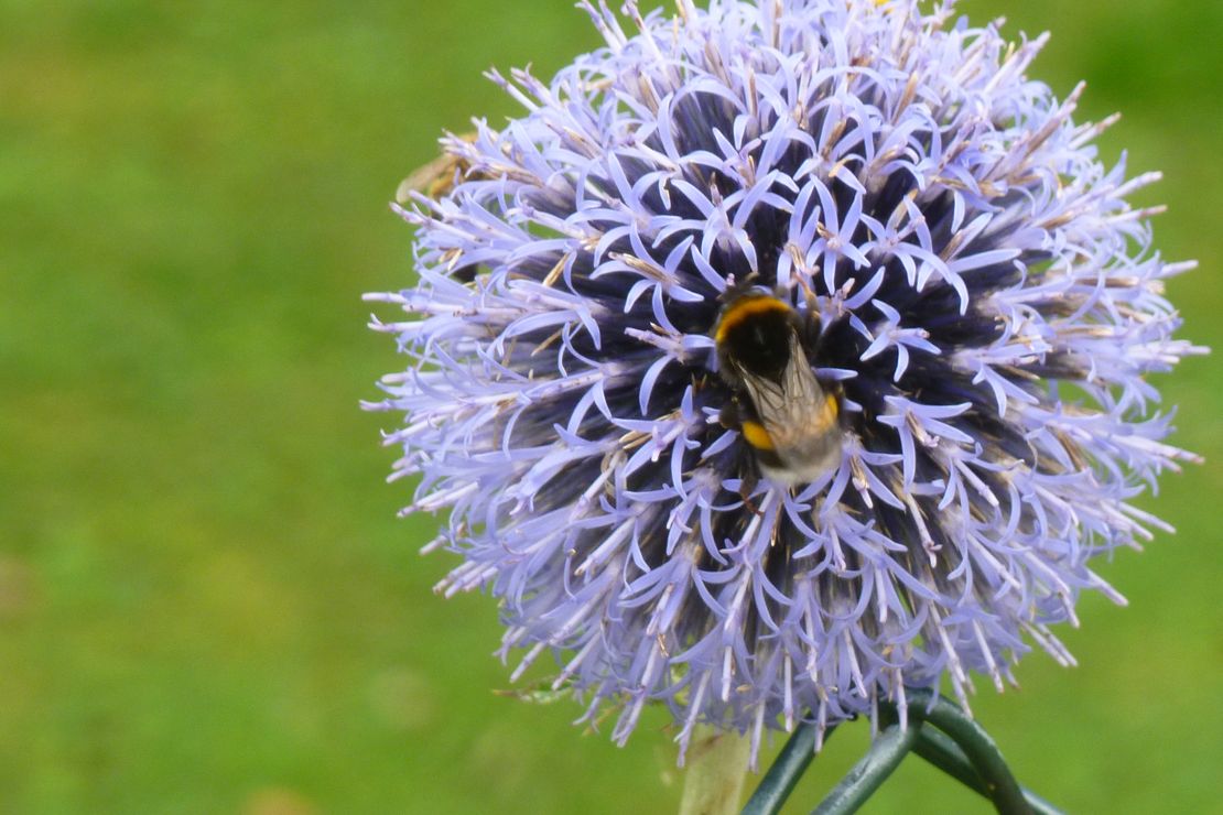 Wildbiene sitzt auf einer lilafarbenen runden Blume