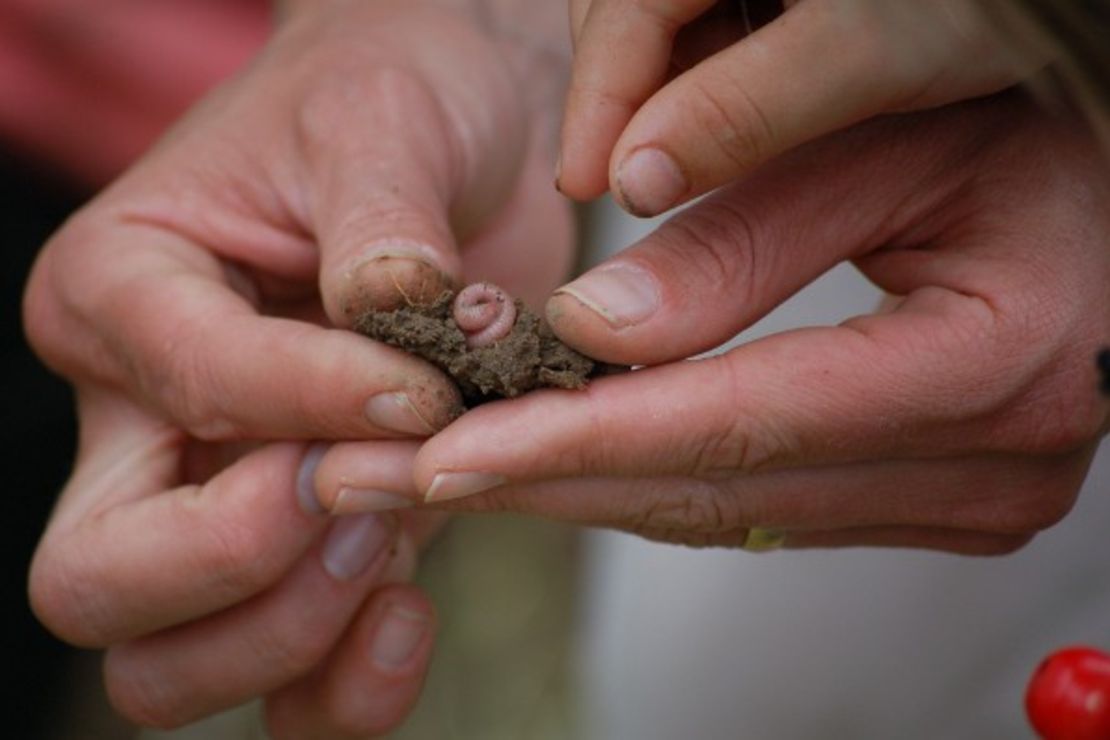 zwischen beiden Händen hält jemand behutsam ein Bröckchen Erde, aus dem sich ein Regenwurm hervor ringelt. Eine weitere Hand streckt ihm zwei Finger entgegen.