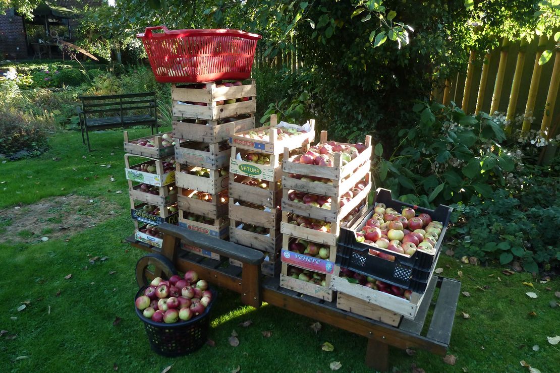 Viele Kästen mit geernteten Äpfeln von Apfelbäumen aus dem Biologischen Zentrum