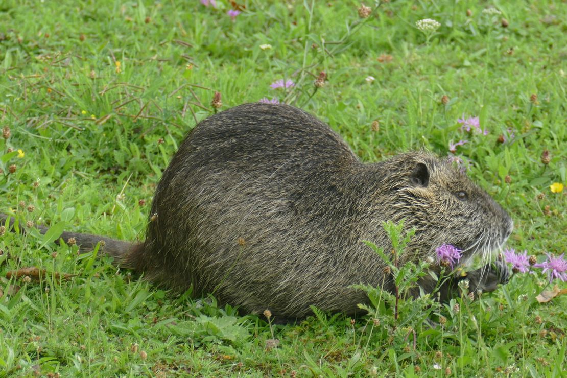 Nutria in einer Blumenwiese