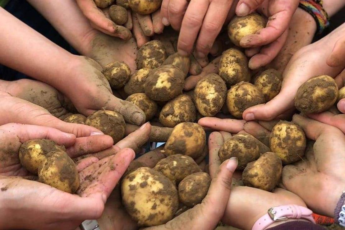 Viele Hände halten gemeinsam die frisch geernteten Kartoffeln.