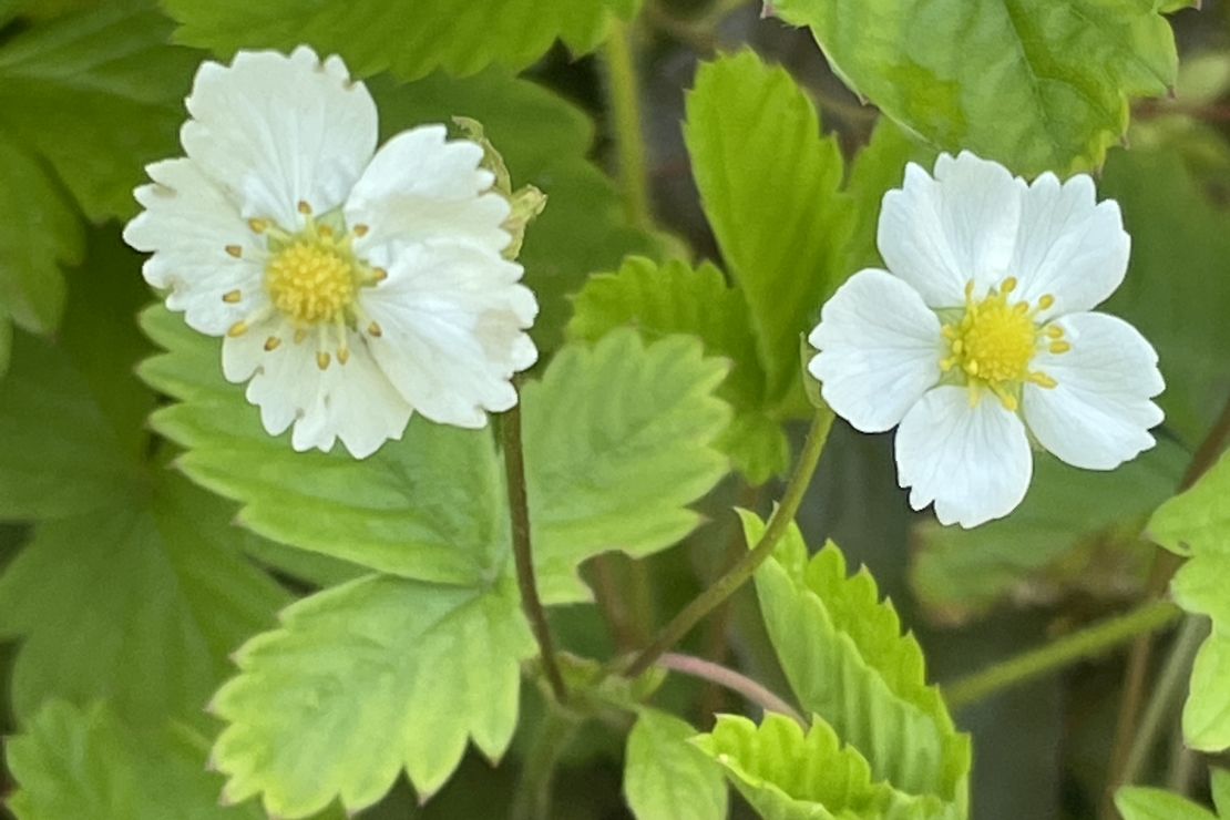 Erdbeerblüten