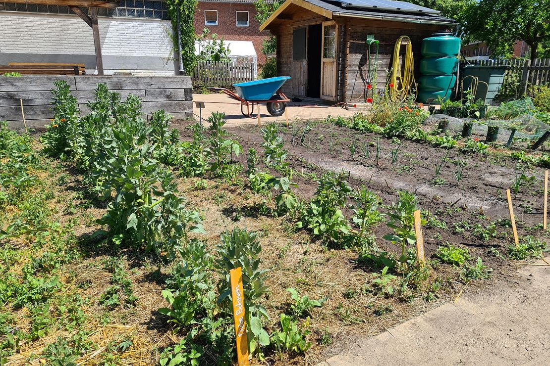 Gemüsegarten mit Hochbeet, Schubkarre und Gartenhäuschen im Hintergrund.