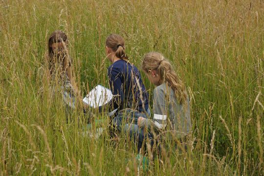 3 Mädchen untersuchen die Insektenvielfalt auf der Wiese