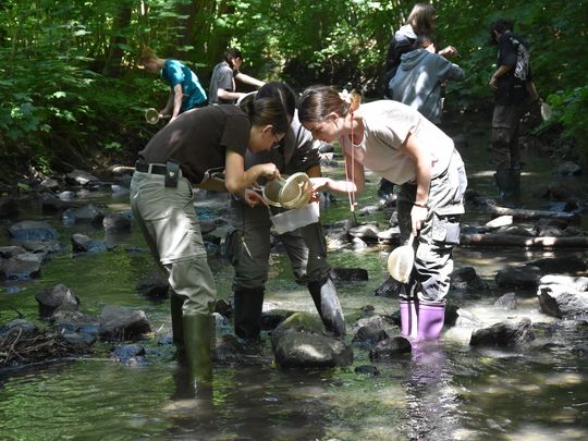 Mehrere Schülerinnen und Schüler stehen in einem flachen Bach und untersuchen mit Sieben und Behältern die darin lebenden Wasserorganismen.