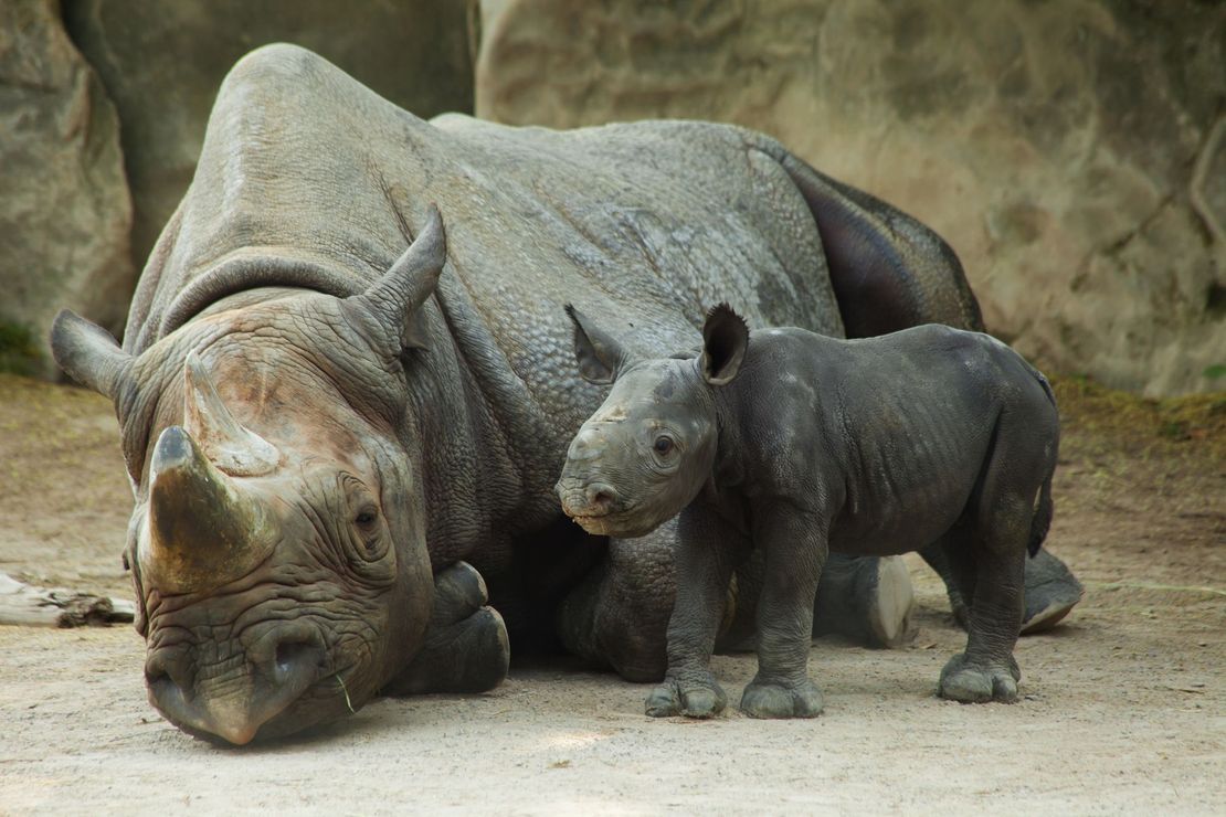 Spitzmaulnashorn Mutter und Kind im Gehege