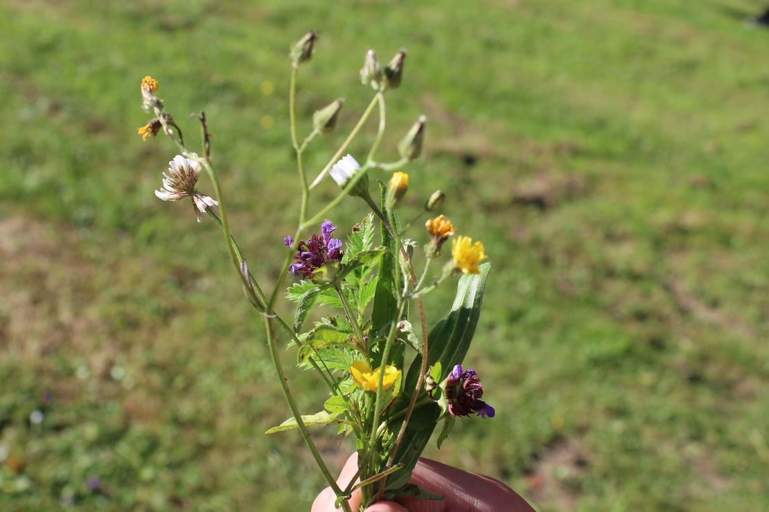 Wildkräuter erkennen und verwenden
