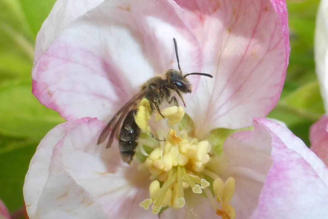 Wildbiene auf Apfelblüte