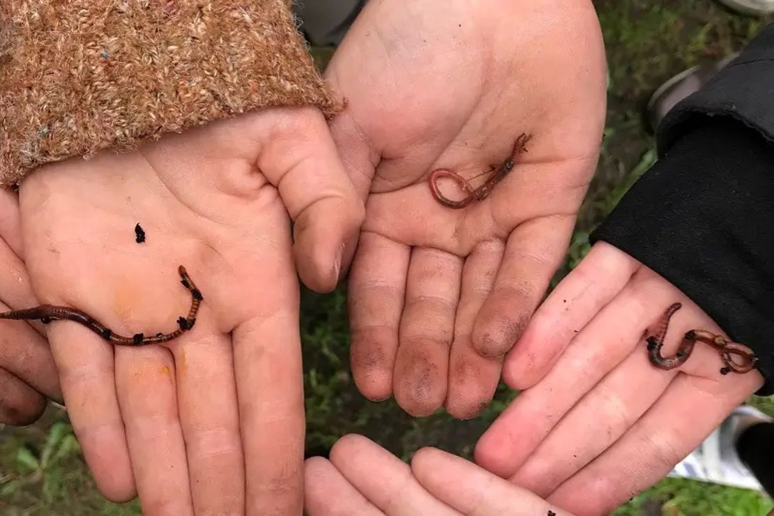 Mehrere Kinderhände halten ein paar Regenwürmer in ihren Handflächen. Die Hände sind leicht mit Erde bedeckt.