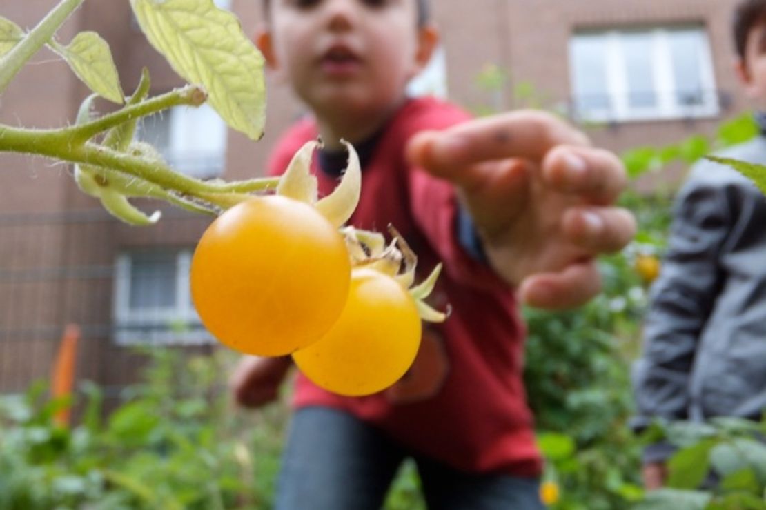 Ein Kind greift nach einer kleinen gelben Tomate, die an einem Strauch wächst