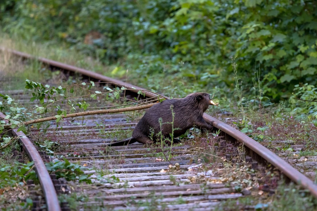 An der Wupper im Ortsteil Beyenburg wurden Nachweise zum neu angesiedelten Biber gefunden. Auf dem Foto ist ein Exemplar auf Bahngleisen zu sehen.