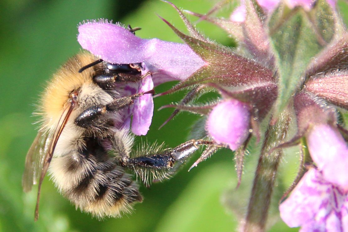 Insektenbestäubung