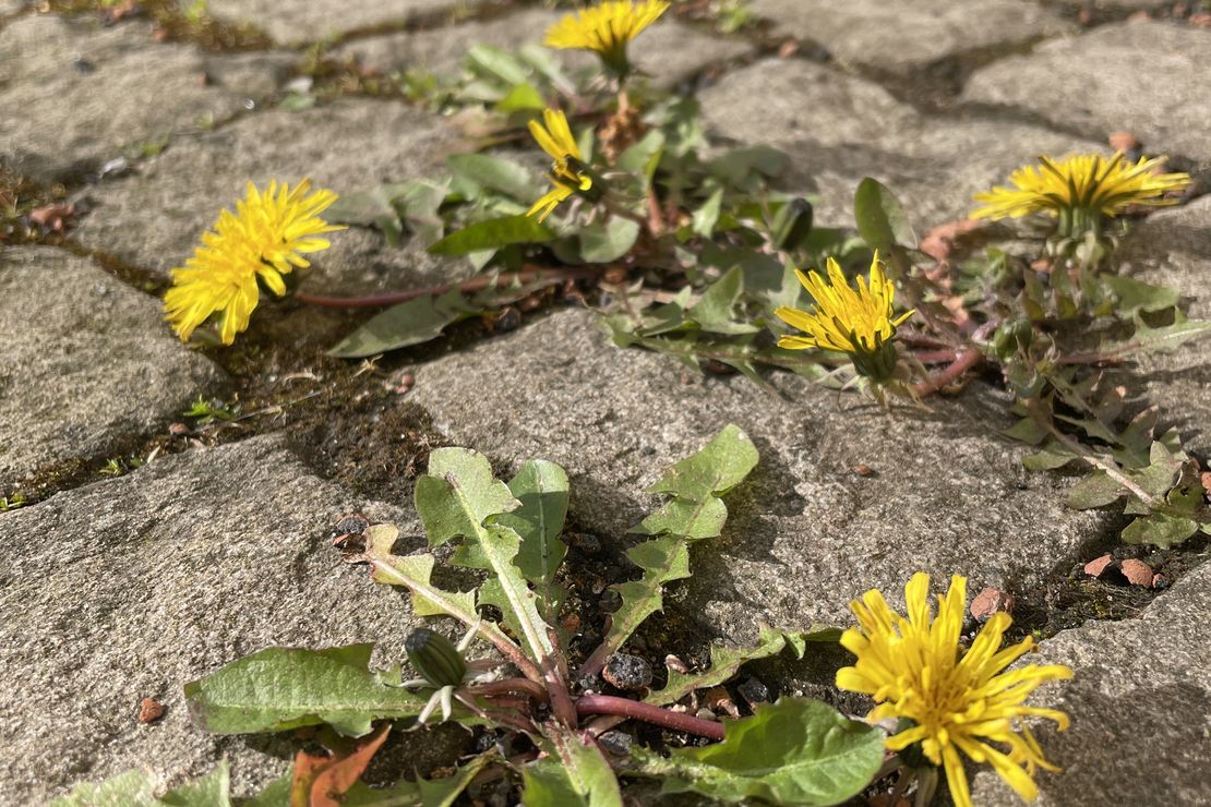 Löwenzahn in Pflasterfugen