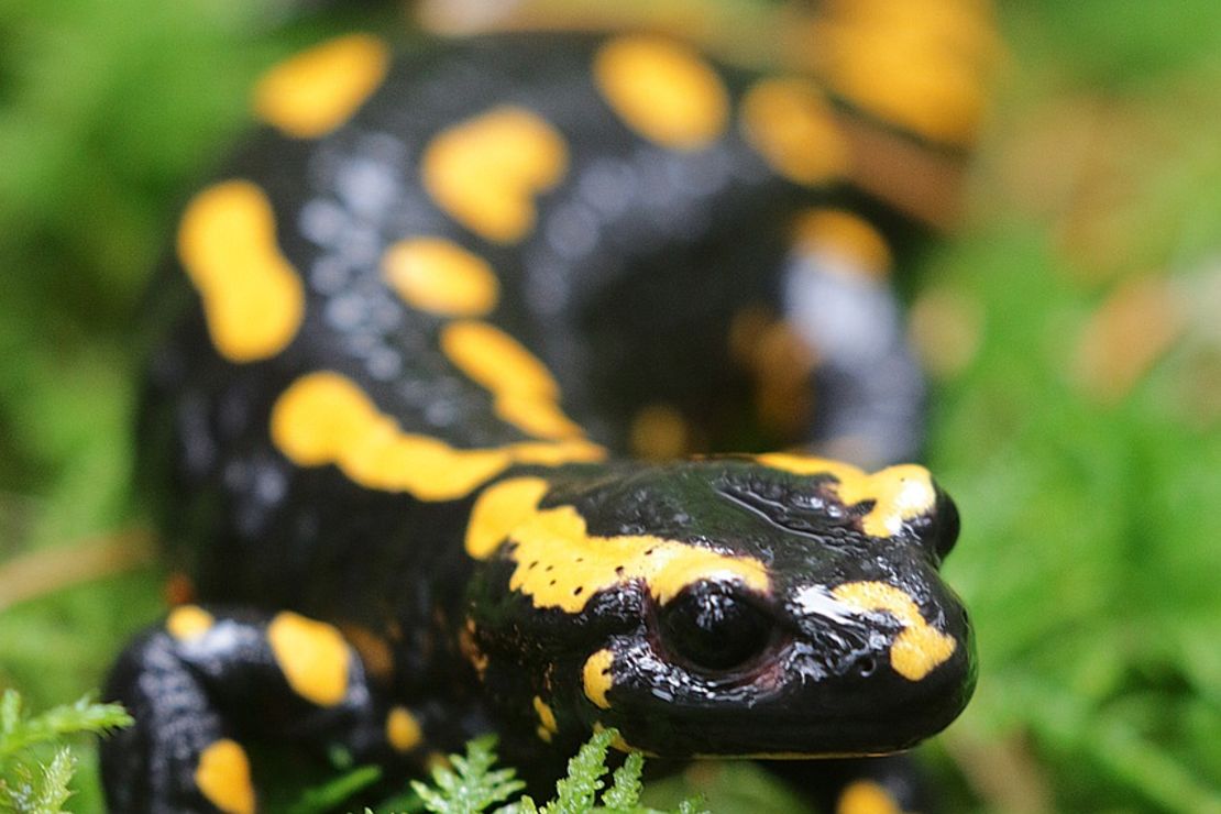 Ein Feuersalamander auf Waldboden