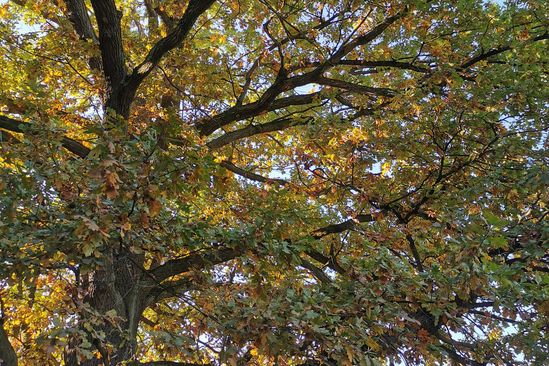Ein großer Baum ist zu sehen