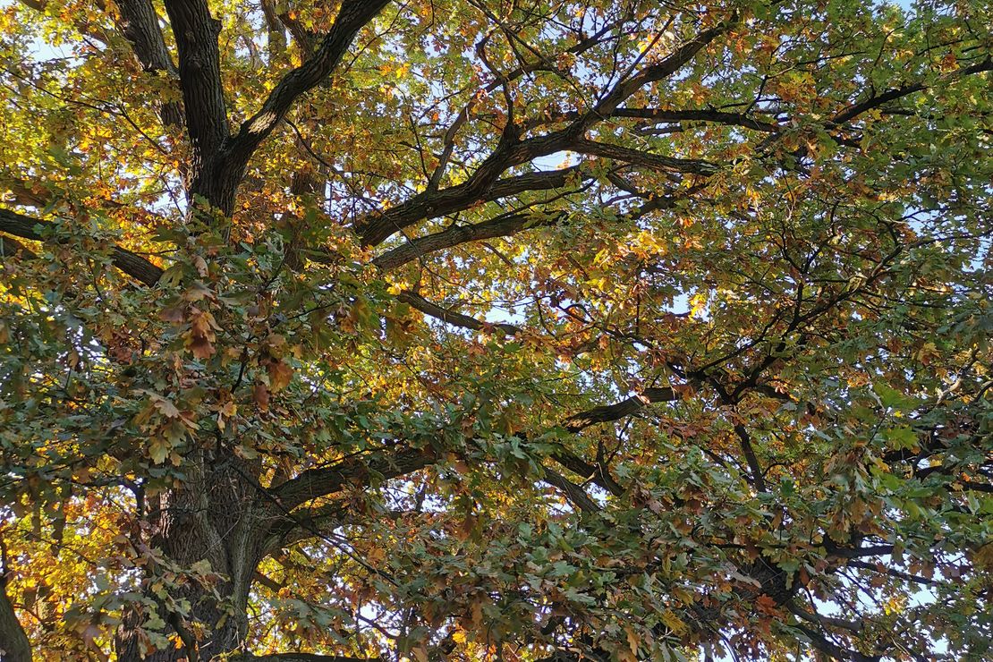 Ein großer Baum ist zu sehen