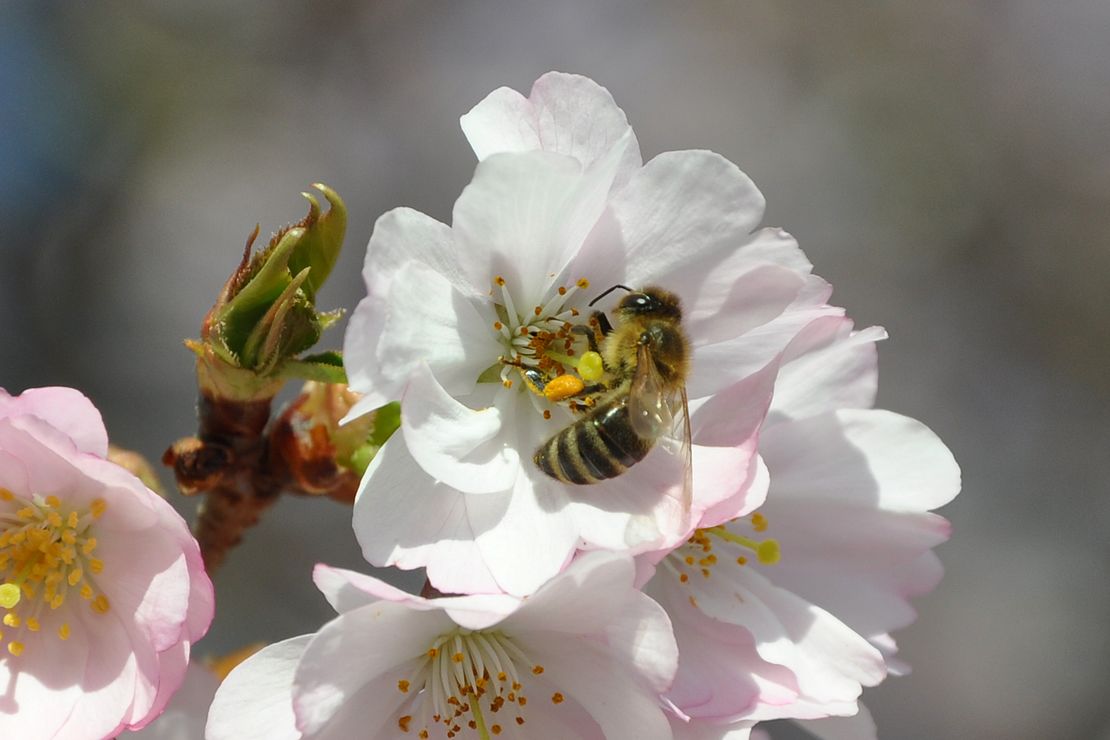 Honigbiene auf einer Blüte