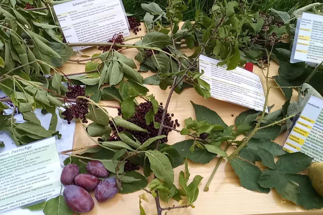 Auf einem Tisch liegen Früchte, wie Pflaumen, Holunderbeeren und eine Birne.