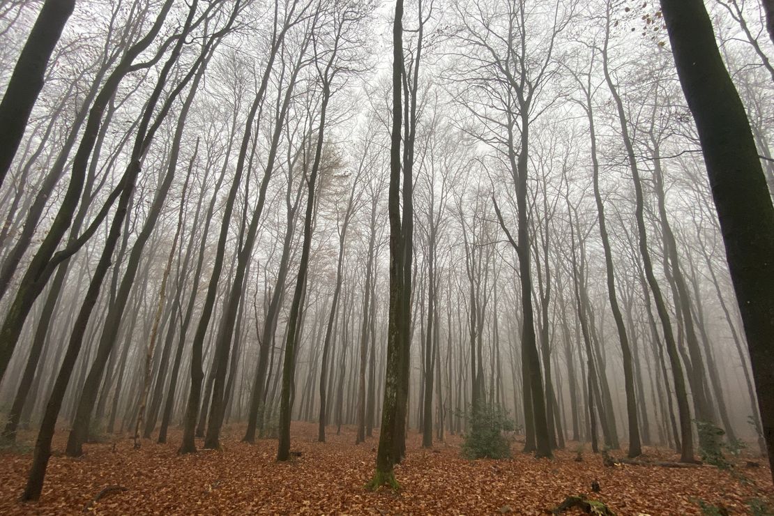 Wald im herbstlichen Neben