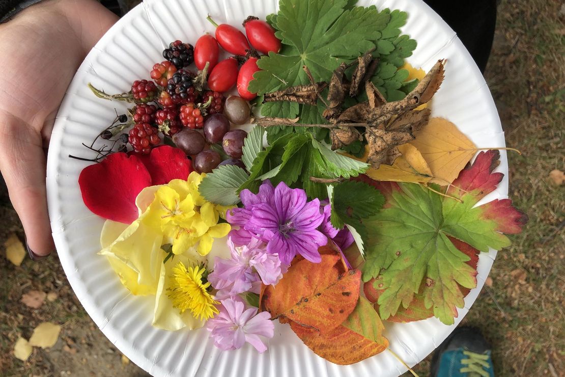Bunte Beeren, Blüten und Bletter nach Farben sortiert auf einem Pappteller