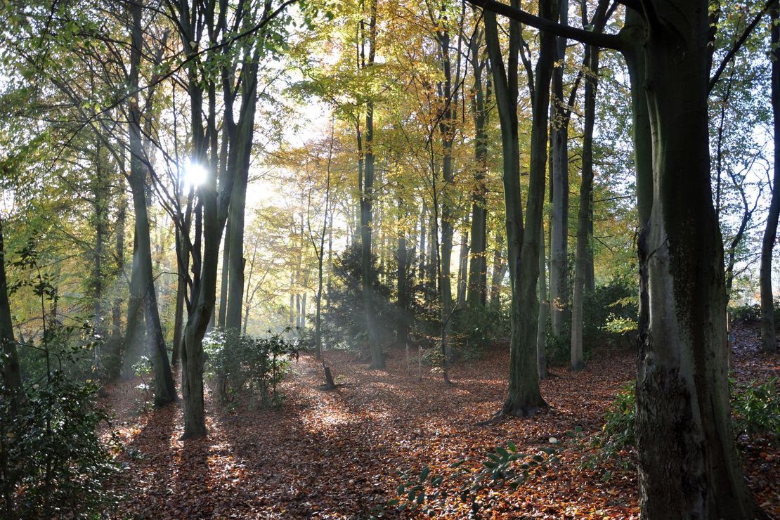 Buchenwald im Herbstlicht