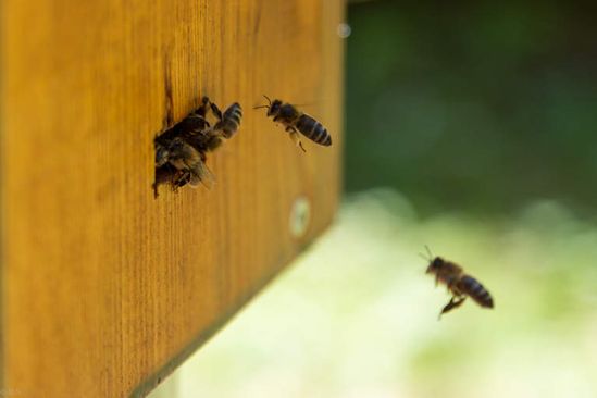 Auf dem Bild sind Bienen im Anflug zu sehen.