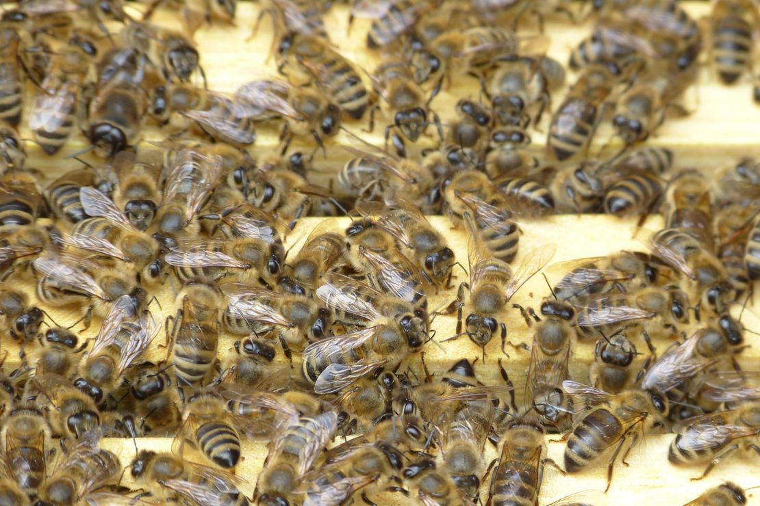 Bienen im Bienenstock