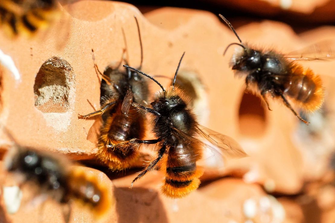 Die männliche gehörte Mauerbiene schwebt vor Ziegeln, die als Nisthilfen dienen.