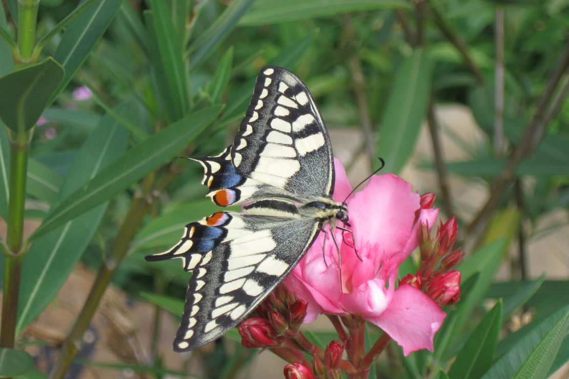 Schmetterling Schwalbenschwanz auf einer Blüte.