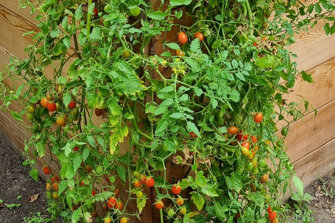 Small Egg Tomaten im Hochbeet des Maxiparks