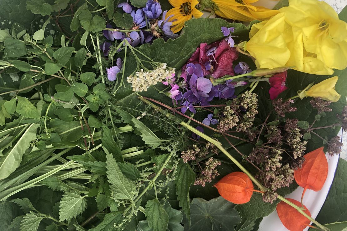 Foto mit Wildkräutern aus der Natur und verschiedenen Blüten zum Malen