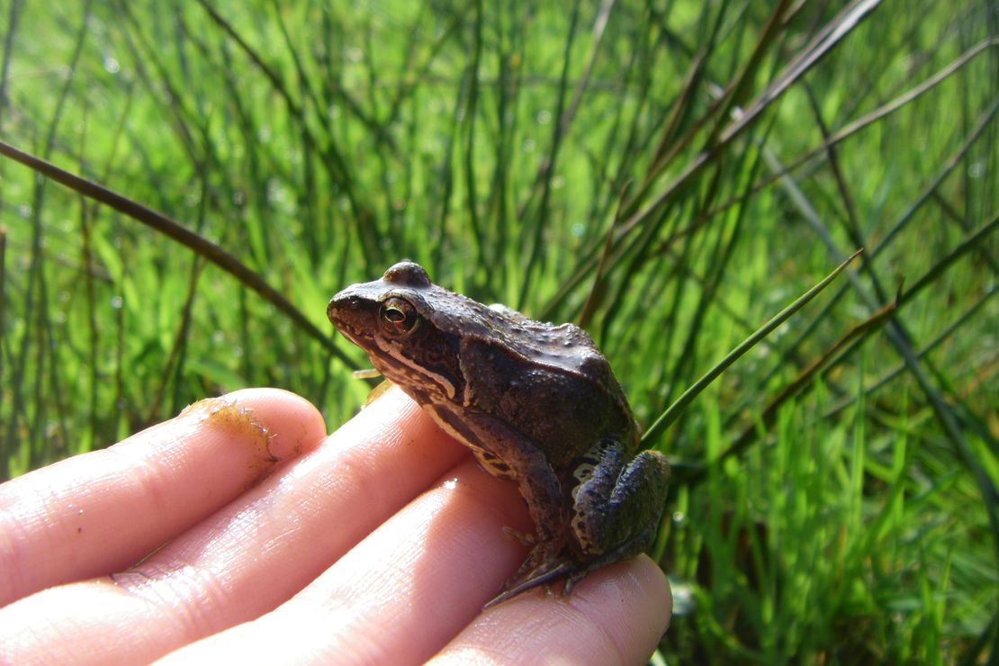 Moorfrosch auf einer Hand
