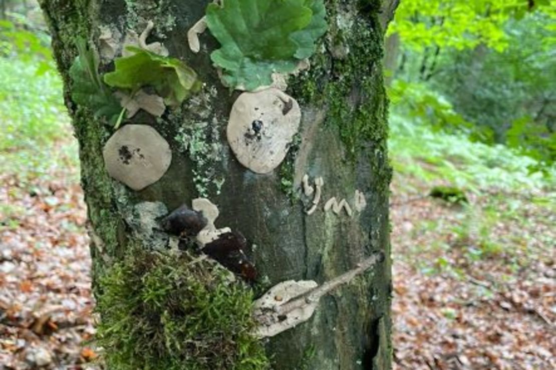 Baumgesicht aus natürlichen Dingen mithilfe von Ton am Baumstamm befestigt