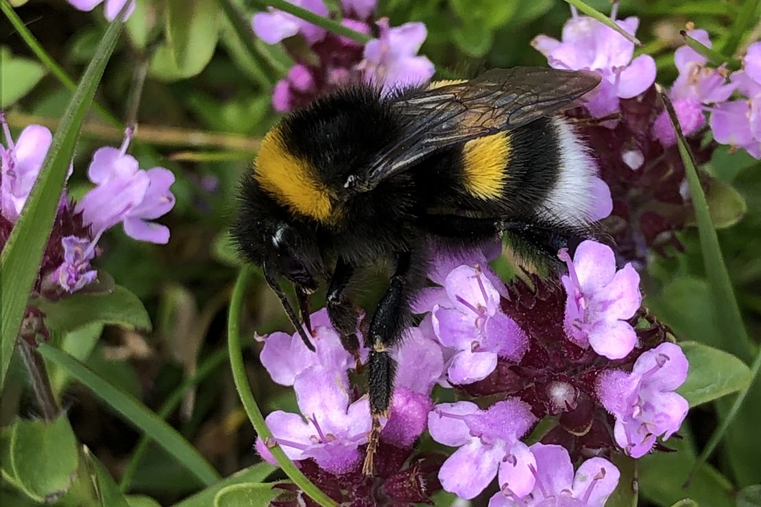 Biene auf lila Blüten