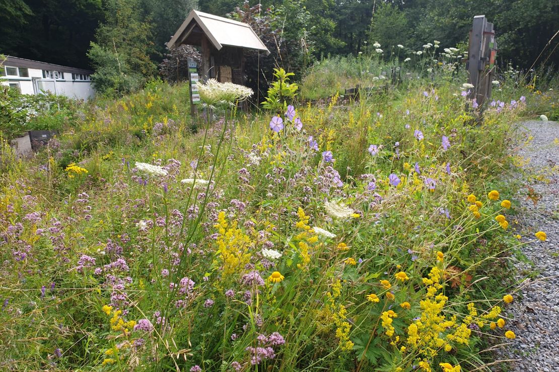 bunte Blumenwiese auf dem Arche Noah Gelände