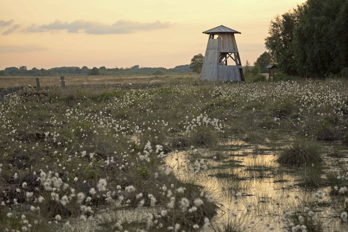 Das Moor