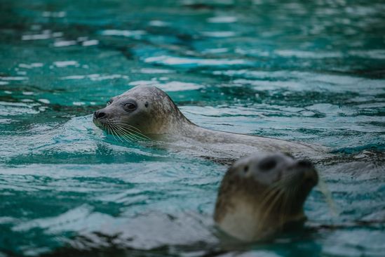 Die Seehunde repräsentieren die Lebensraumanlage Nordseewelten.