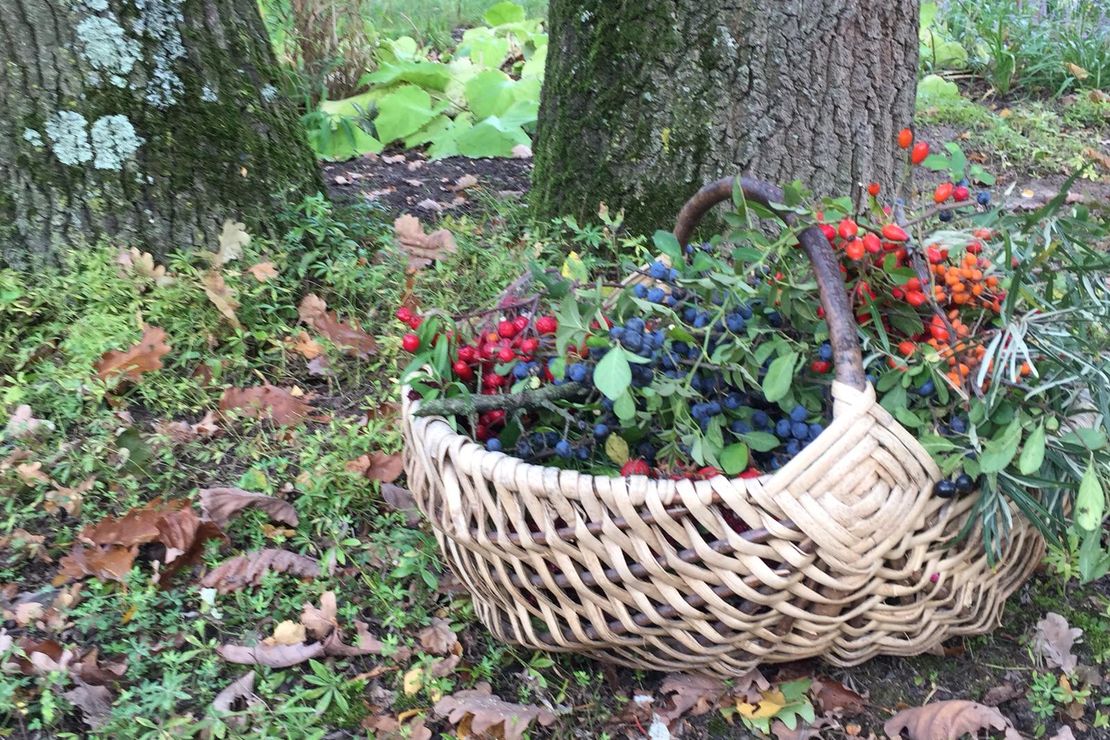 Im Park wurden die Hagebutten und andere Früchte gesammelt