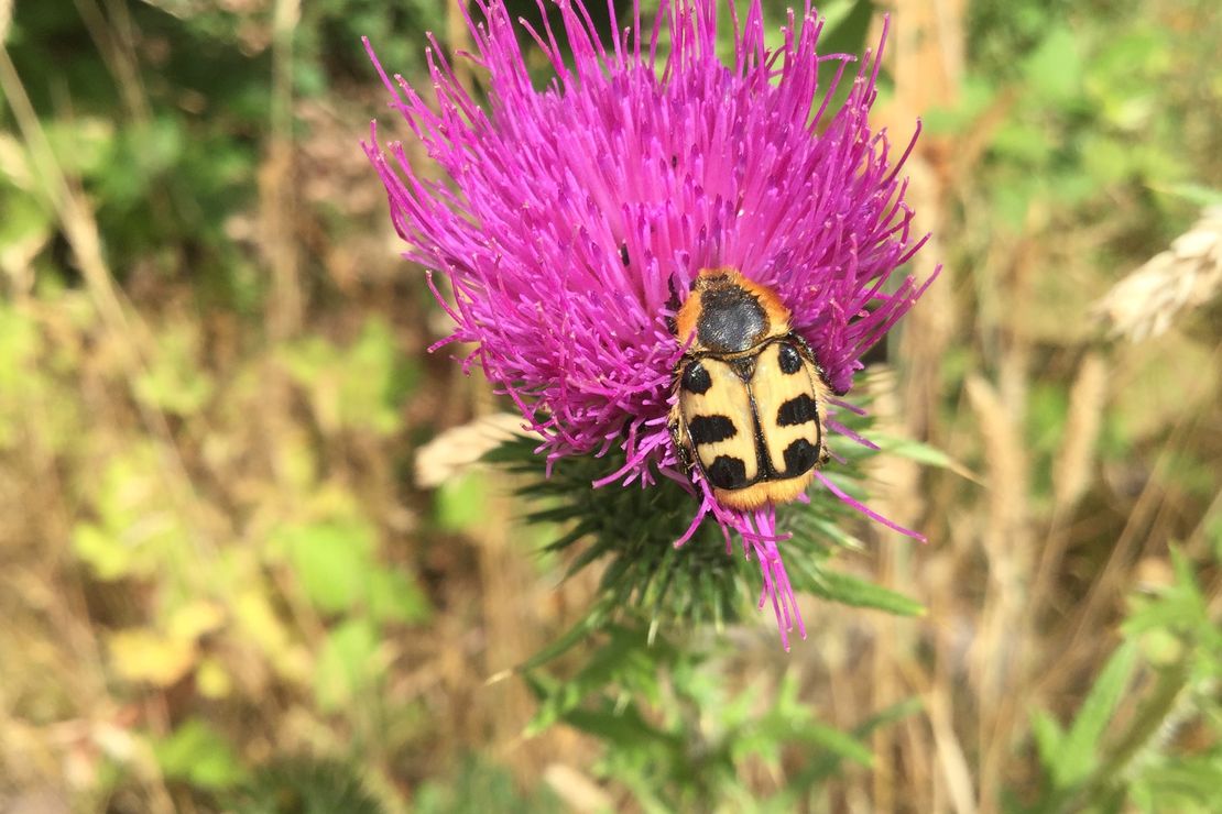 Käferchen auf Distelblüte